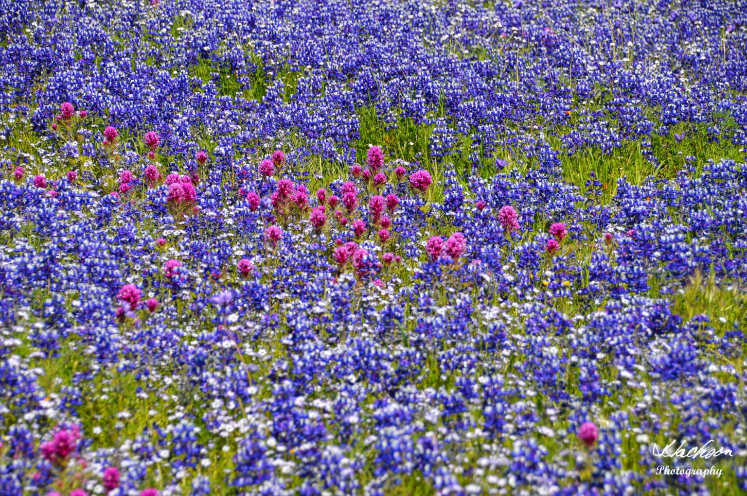Spectacular Wildflower Explosion at North Table Mountain Ecological
