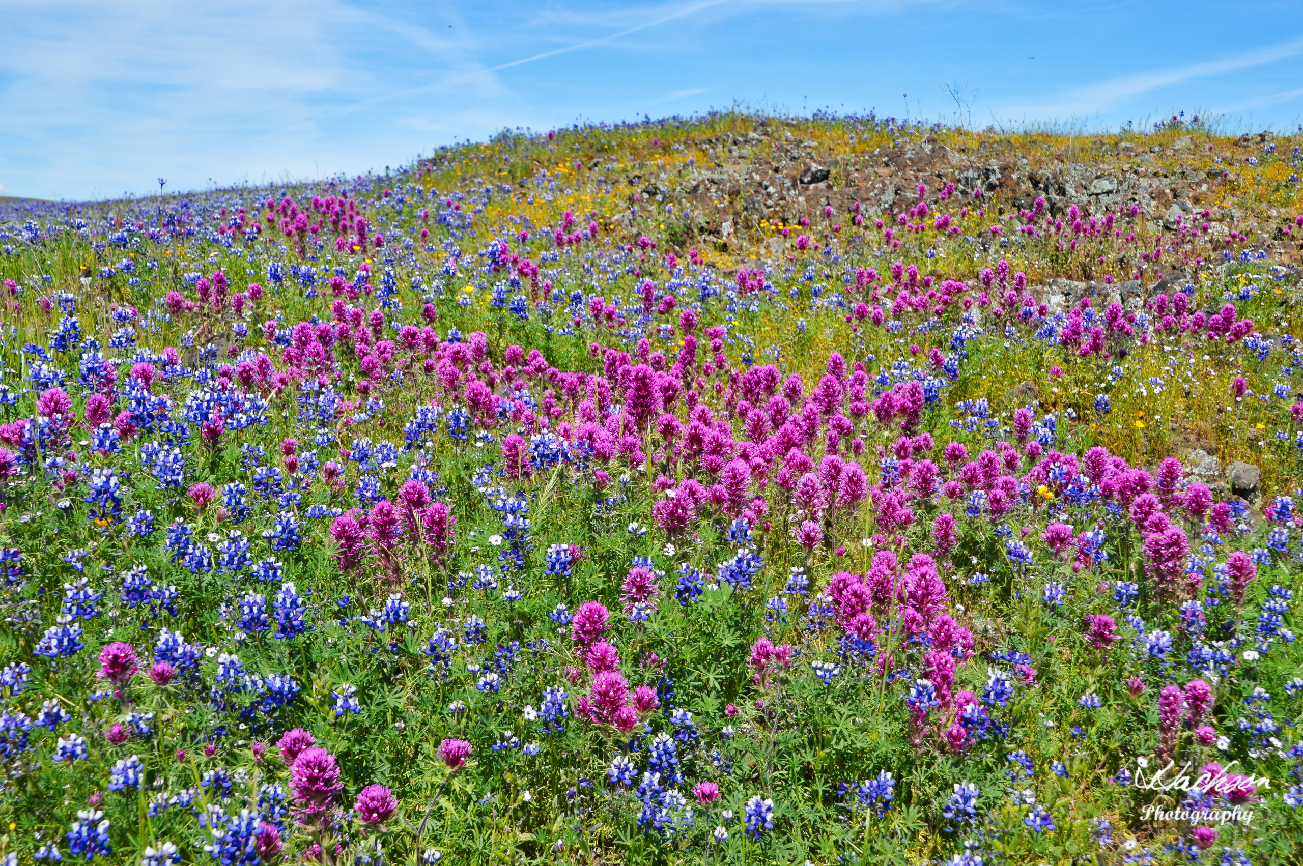 A rainbow of colorful wildflowers