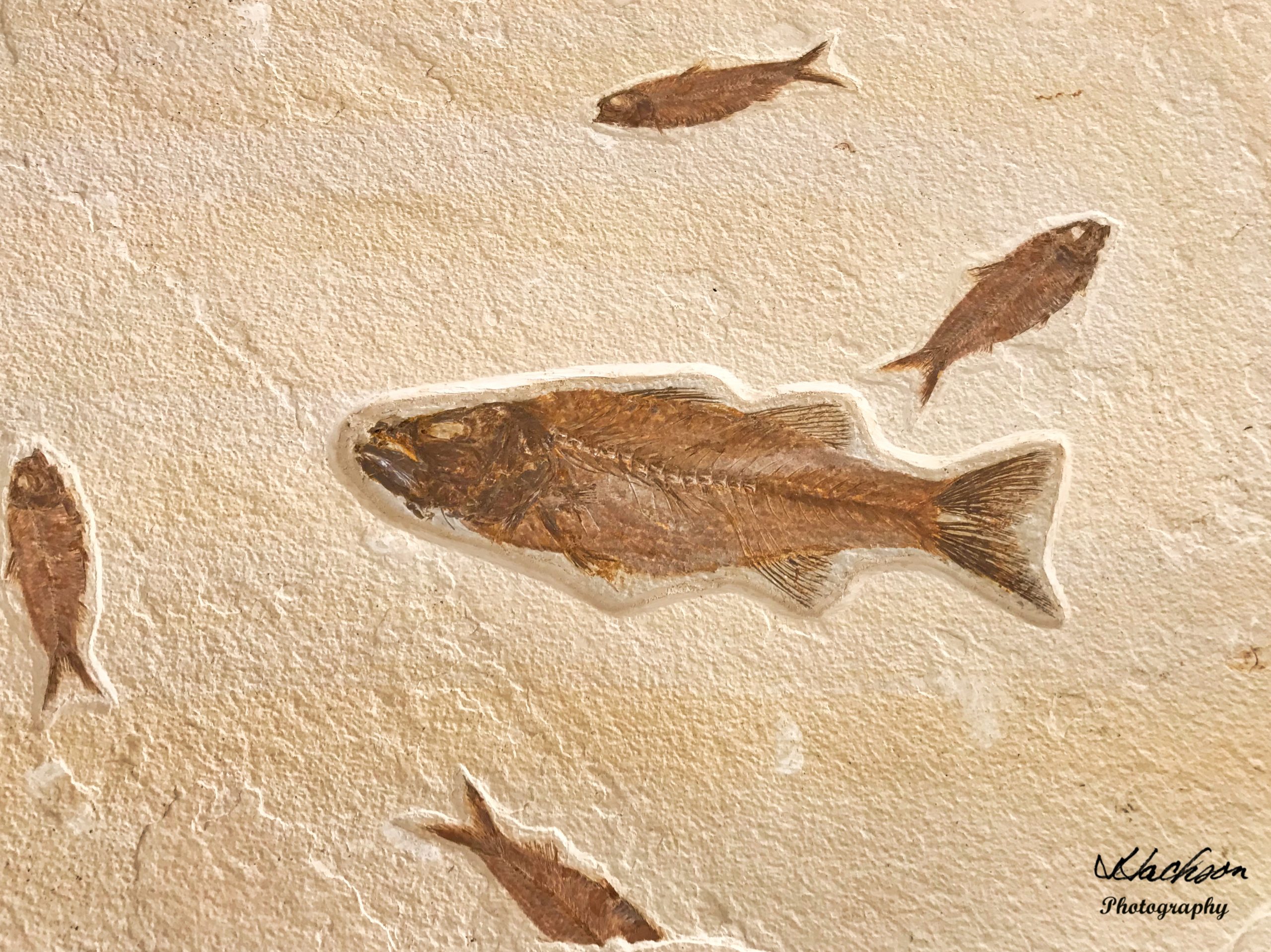 photo of fish fossil